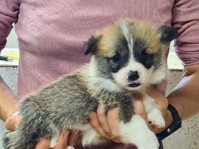 Les chiots de Welsh Corgi Pembroke