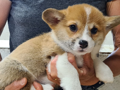 Les chiots de Welsh Corgi Pembroke