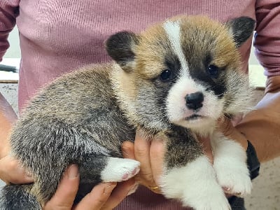 Les chiots de Welsh Corgi Pembroke