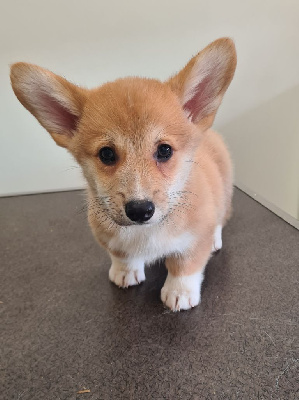 Les chiots de Welsh Corgi Pembroke