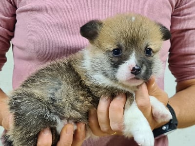 Les chiots de Welsh Corgi Pembroke