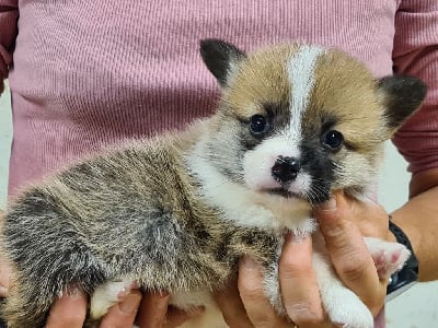 Les chiots de Welsh Corgi Pembroke