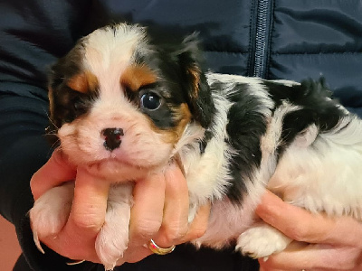 Les chiots de Cavalier King Charles Spaniel