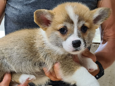 Les chiots de Welsh Corgi Pembroke