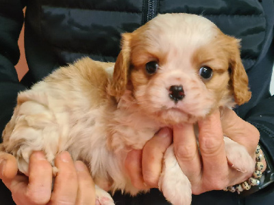 Les chiots de Cavalier King Charles Spaniel