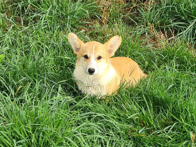 Les chiots de Welsh Corgi Pembroke