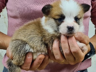 Les chiots de Welsh Corgi Pembroke