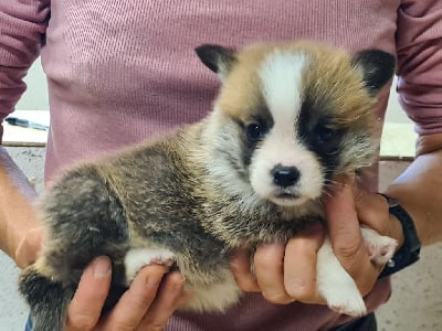 Les chiots de Welsh Corgi Pembroke