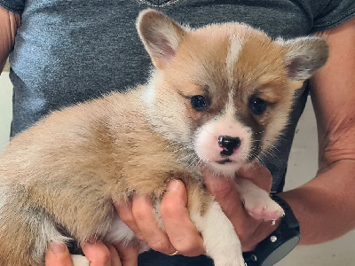 Les chiots de Welsh Corgi Pembroke