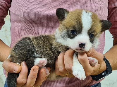 Les chiots de Welsh Corgi Pembroke