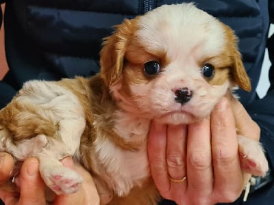 Les chiots de Cavalier King Charles Spaniel