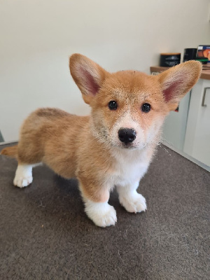 Les chiots de Welsh Corgi Pembroke