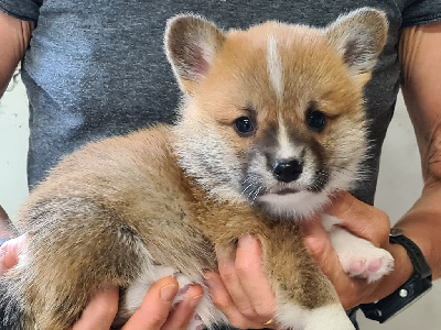 Les chiots de Welsh Corgi Pembroke