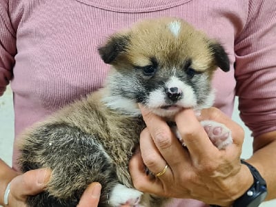 Les chiots de Welsh Corgi Pembroke