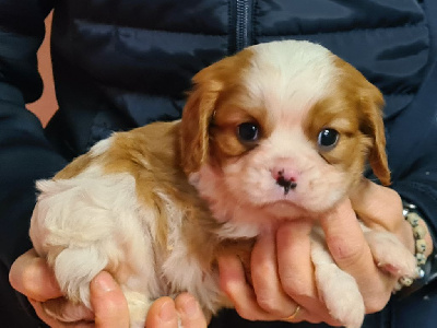 Les chiots de Cavalier King Charles Spaniel