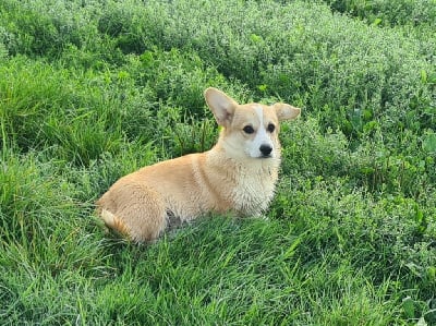 Les chiots de Welsh Corgi Pembroke