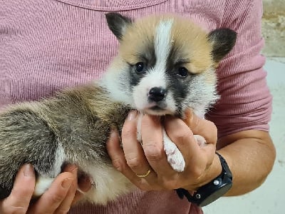 Les chiots de Welsh Corgi Pembroke