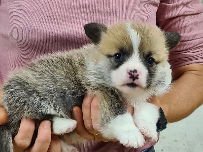 Les chiots de Welsh Corgi Pembroke