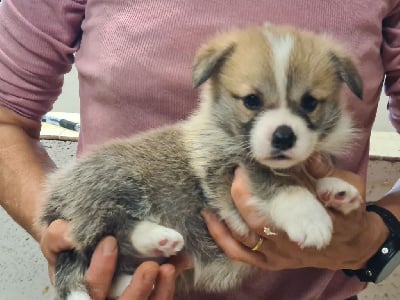 Les chiots de Welsh Corgi Pembroke