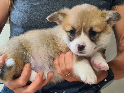 Les chiots de Welsh Corgi Pembroke