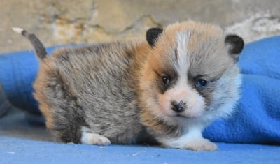 Les chiots de Welsh Corgi Pembroke