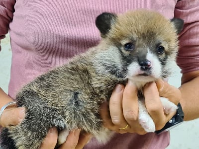 Les chiots de Welsh Corgi Pembroke