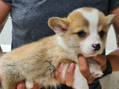 Les chiots de Welsh Corgi Pembroke