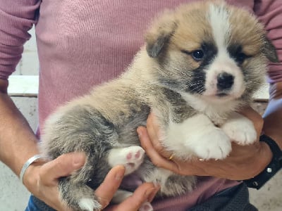 Les chiots de Welsh Corgi Pembroke