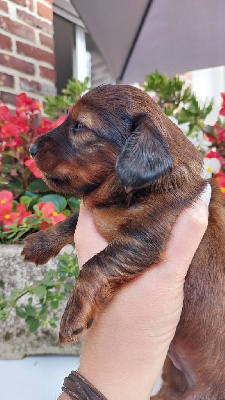 Les chiots de Teckel poil long