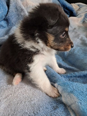 Les chiots de Shetland Sheepdog