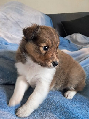 Les chiots de Shetland Sheepdog