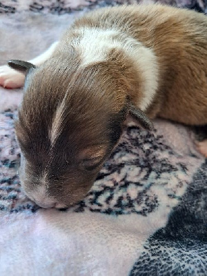 CHIOT 3 - Shetland Sheepdog