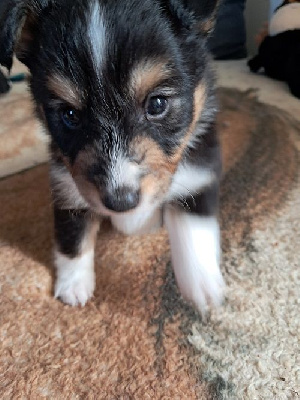 Les chiots de Shetland Sheepdog