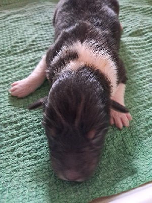 Les chiots de Shetland Sheepdog