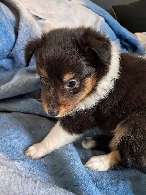 Les chiots de Shetland Sheepdog