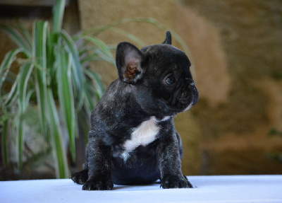 Les chiots de Bouledogue français