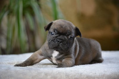 Les chiots de Bouledogue français