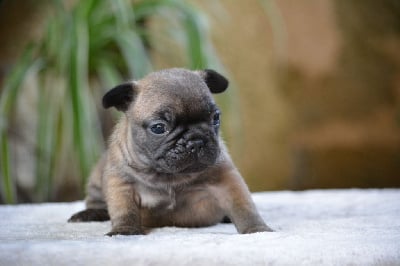 Les chiots de Bouledogue français