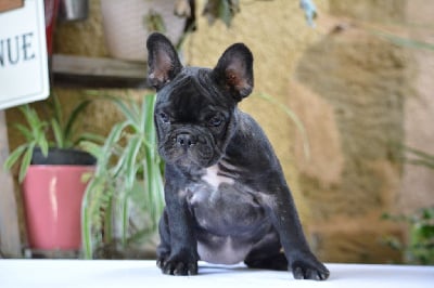 Les chiots de Bouledogue français