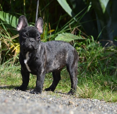 Les chiots de Bouledogue français