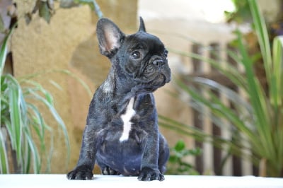 Les chiots de Bouledogue français