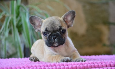 Les chiots de Bouledogue français