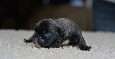 Les chiots de Bouledogue français