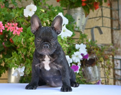 Les chiots de Bouledogue français