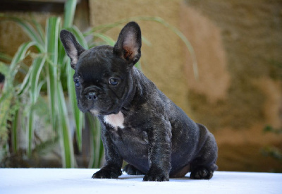 Les chiots de Bouledogue français