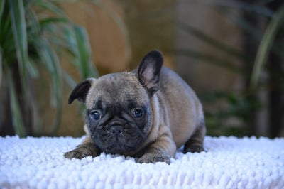 Les chiots de Bouledogue français