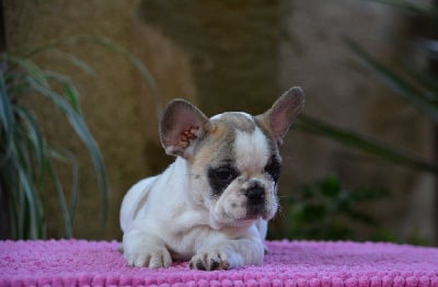 Les chiots de Bouledogue français