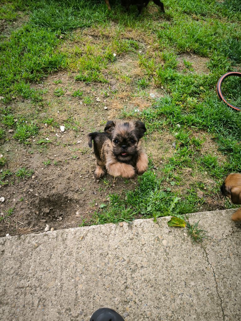 CHIOT - Griffon bruxellois