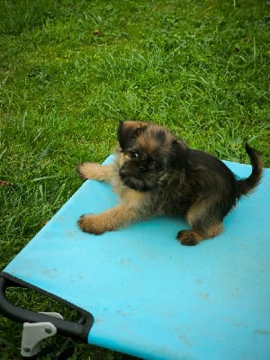 Les chiots de Griffon bruxellois