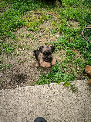 Les chiots de Griffon bruxellois